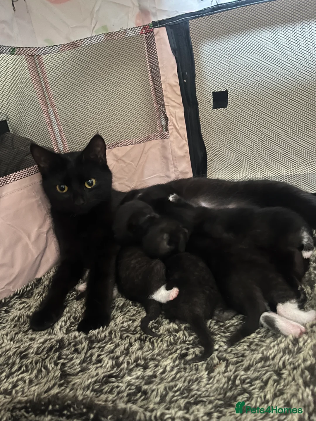 Mixed Breed cats for sale: Black and white male kitten - Advert 4