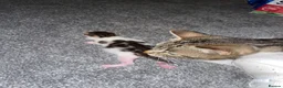 Domestic Shorthair cats for sale: Male kitten  - Advert 16