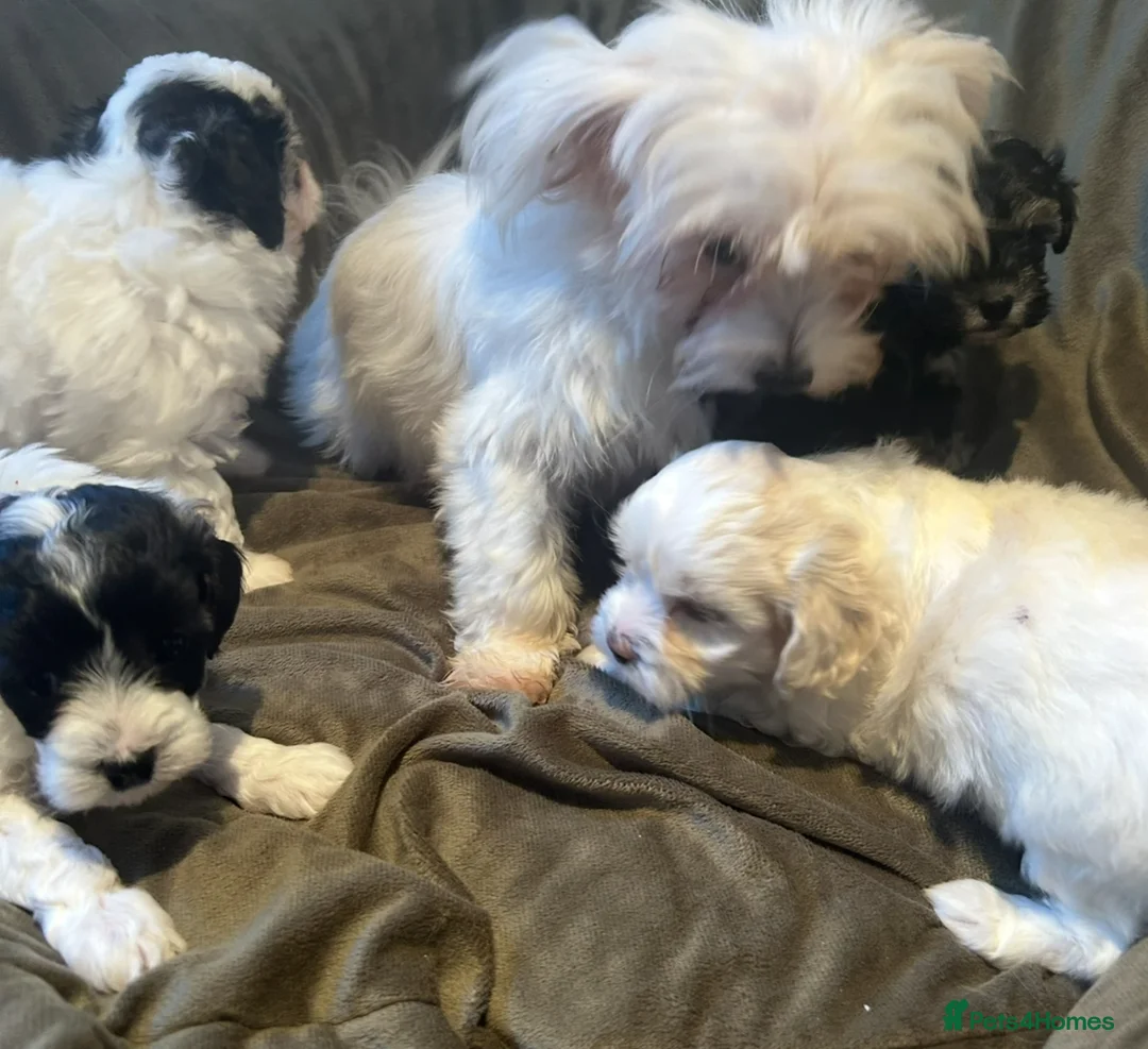 Maltipoo dogs for sale: Last maltipoo boy - Advert 2