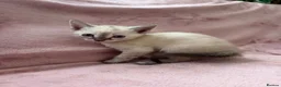 Bengal cats for sale: Bengal cross Russian blue - Advert 4