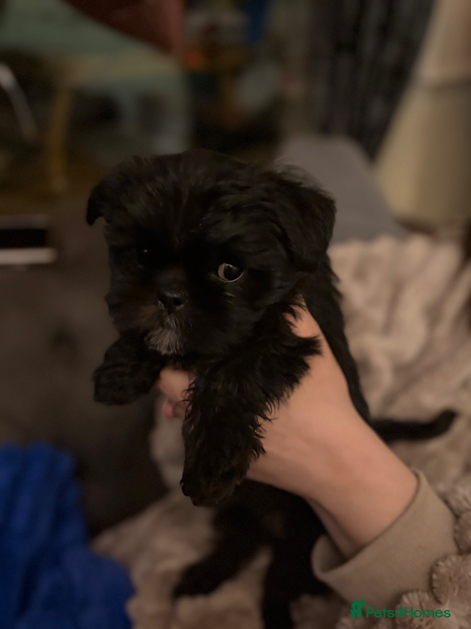 Mixed Breed dogs Shih Tzu Brussel Griffin Cross - Advert 18