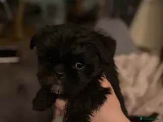 Mixed Breed dogs Shih Tzu Brussel Griffin Cross - Advert 18