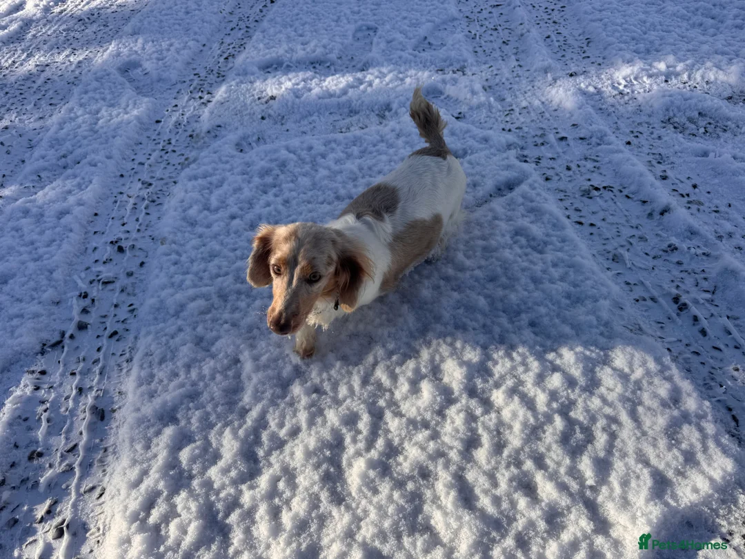 Miniature Dachshund dogs for sale: Last 2 blue&tan girls kc longhair mini dachshunds - Advert 18