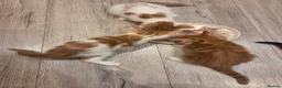 Mixed Breed cats for sale: 6 Beautiful Kittens available - Advert 7