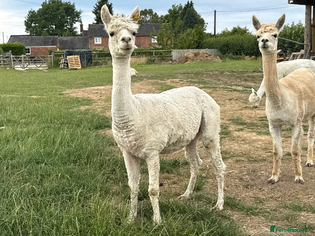 Alpaca livestock for sale: 3 female pet alpacas - Advert 2