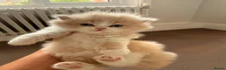 British Longhair cats for sale: Pedigree British Longhair Kittens GCCF Registered - Advert 7