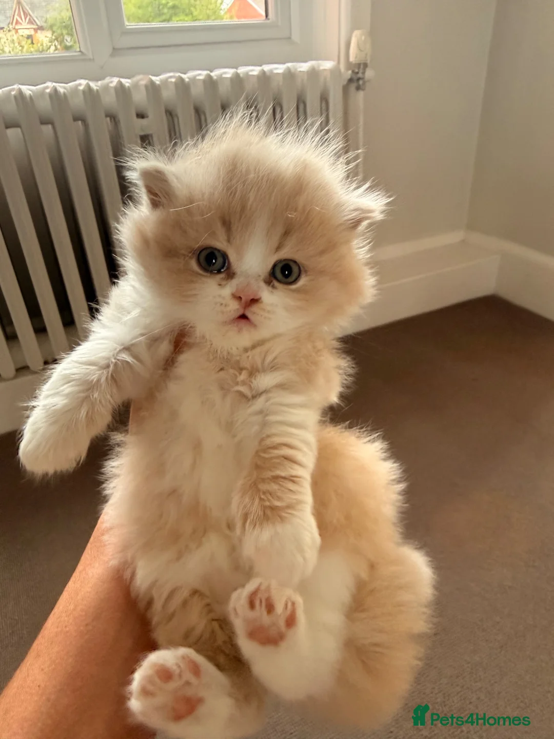 British Longhair cats for sale: Pedigree British Longhair Kittens GCCF Registered - Advert 7