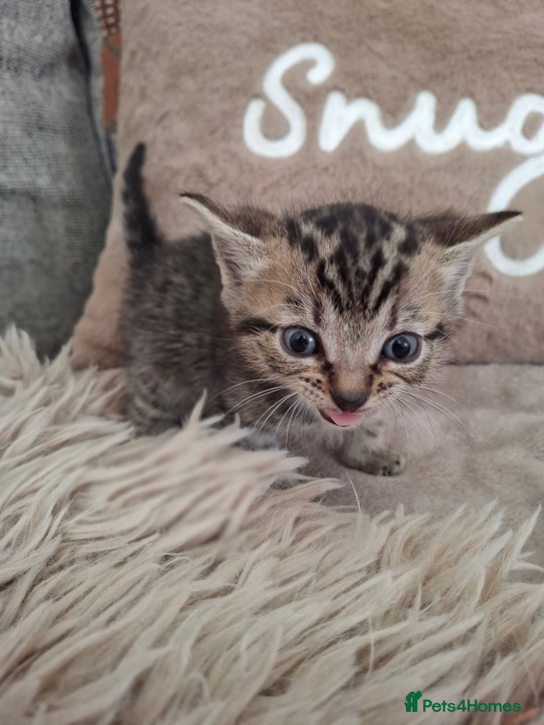 British Shorthair cats for sale: Kittens - Image 2