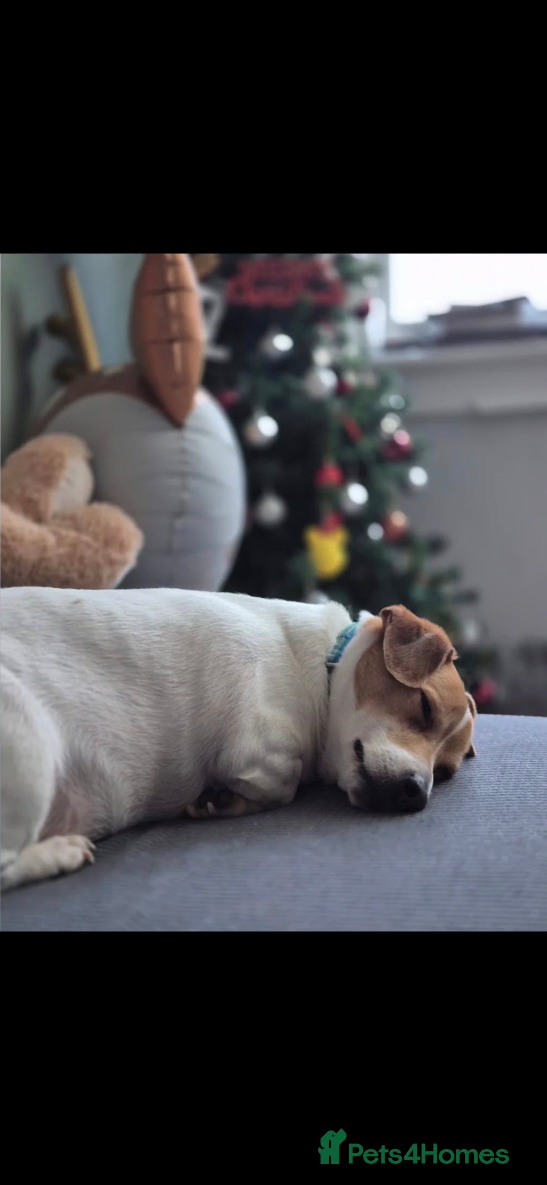 Jack Russell dogs for sale: 4yr old Jax, sad sale x - Advert 2