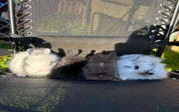 Lionhead rabbits for sale: Baby lionhead rabbits  - Image 6