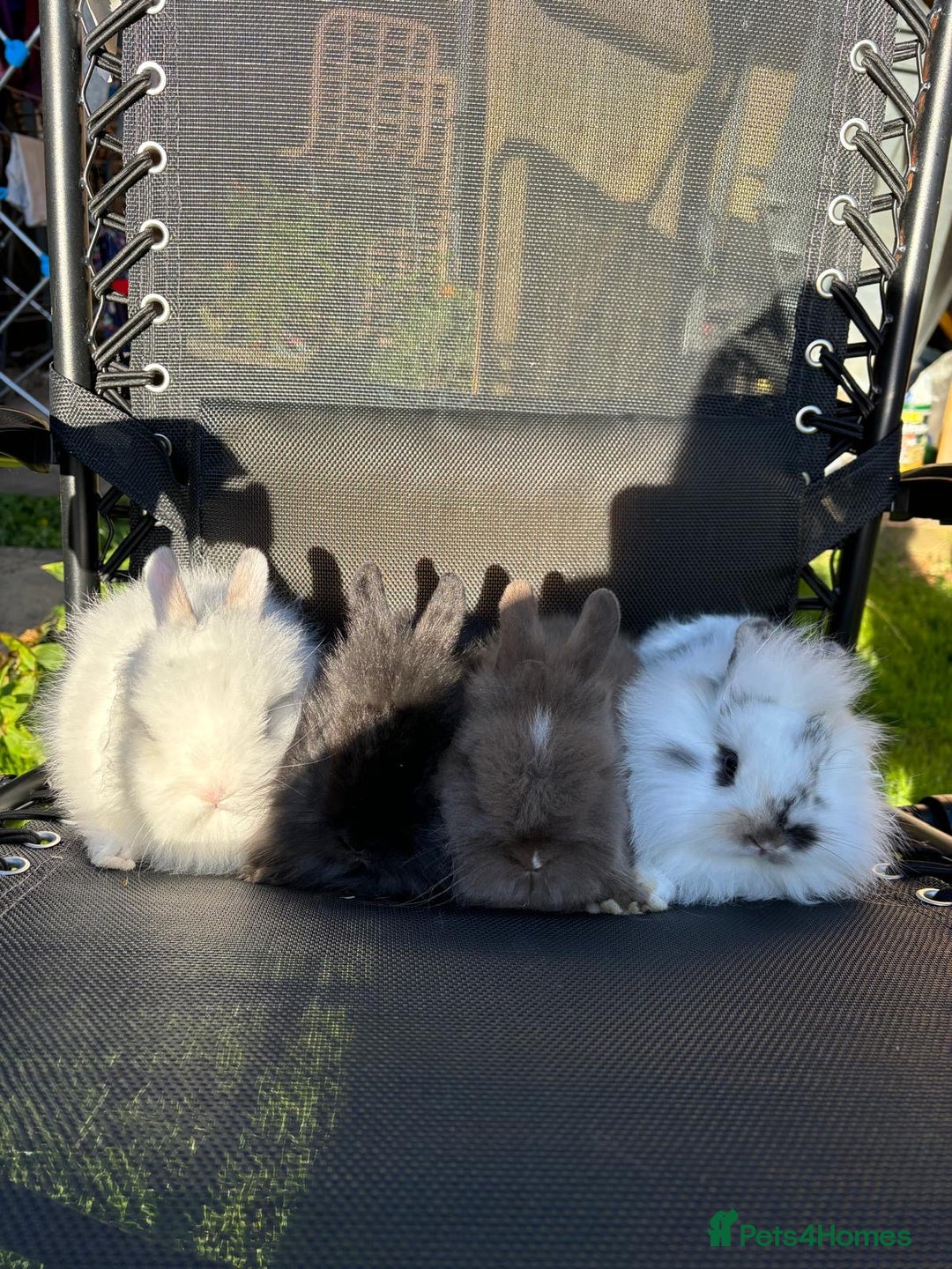 Lionhead rabbits for sale: Baby lionhead rabbits  - Image 6
