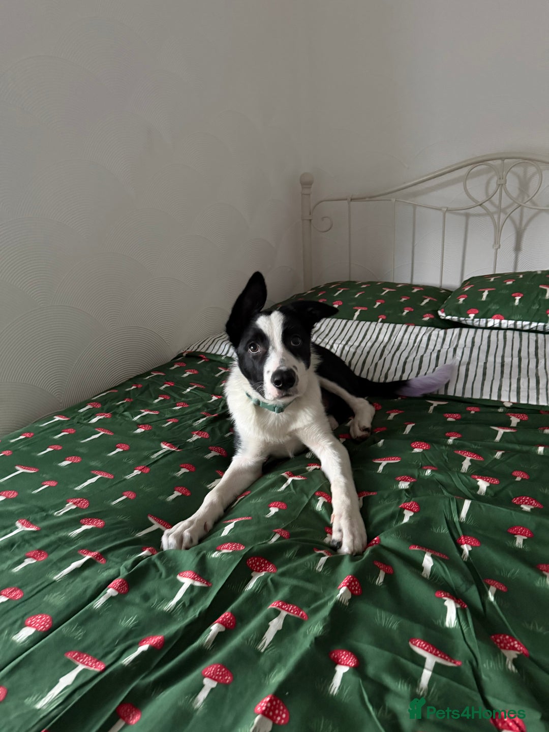 Border Collie dogs for sale: border collie pup - Advert 4