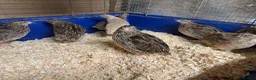 Quail poultry for sale: Celadon Quail hatching eggs x12 - Advert 7