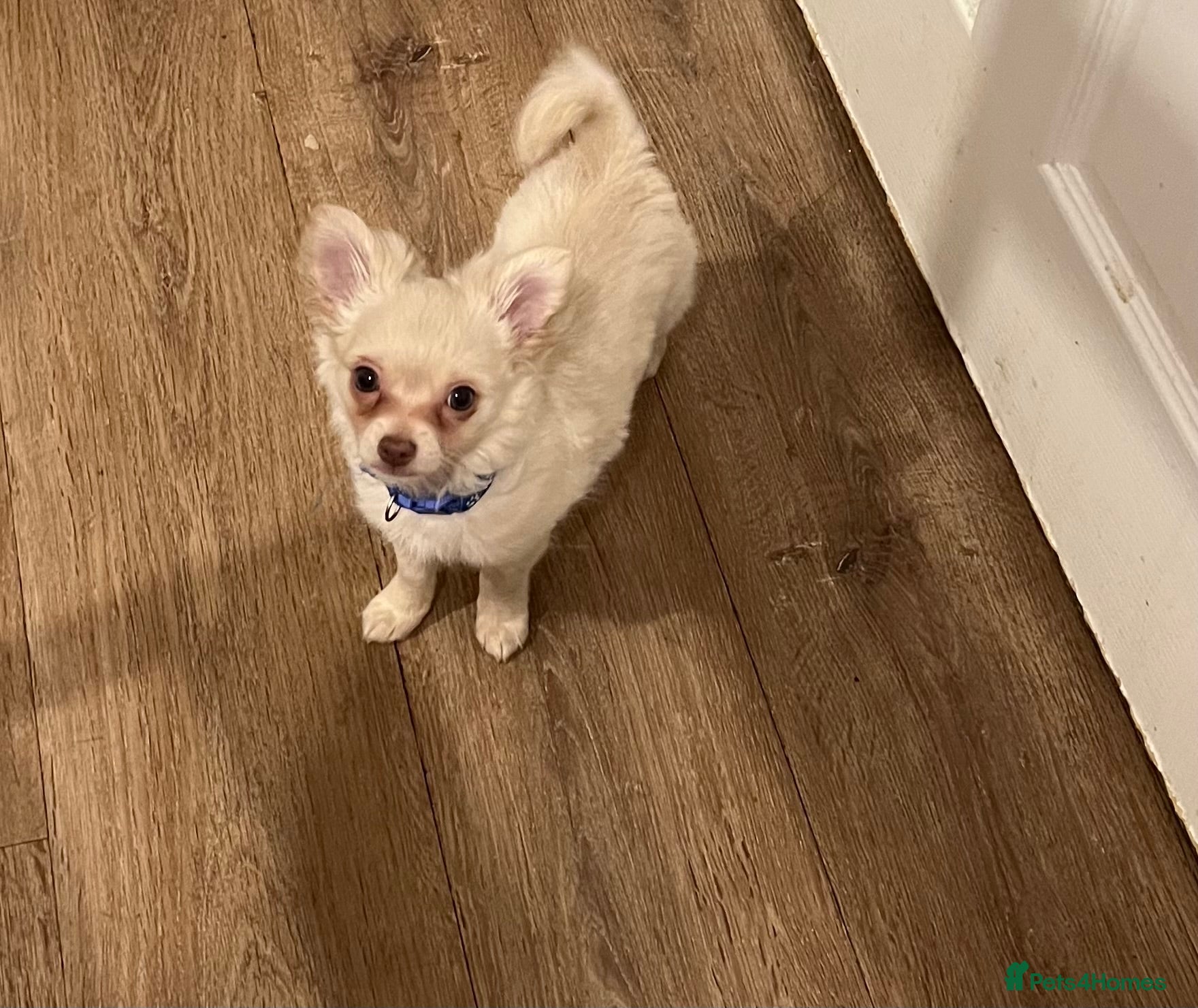 Chihuahua dogs Beautiful white long haired boy  - Advert 14