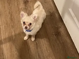 Chihuahua dogs Beautiful white long haired boy - Advert 14