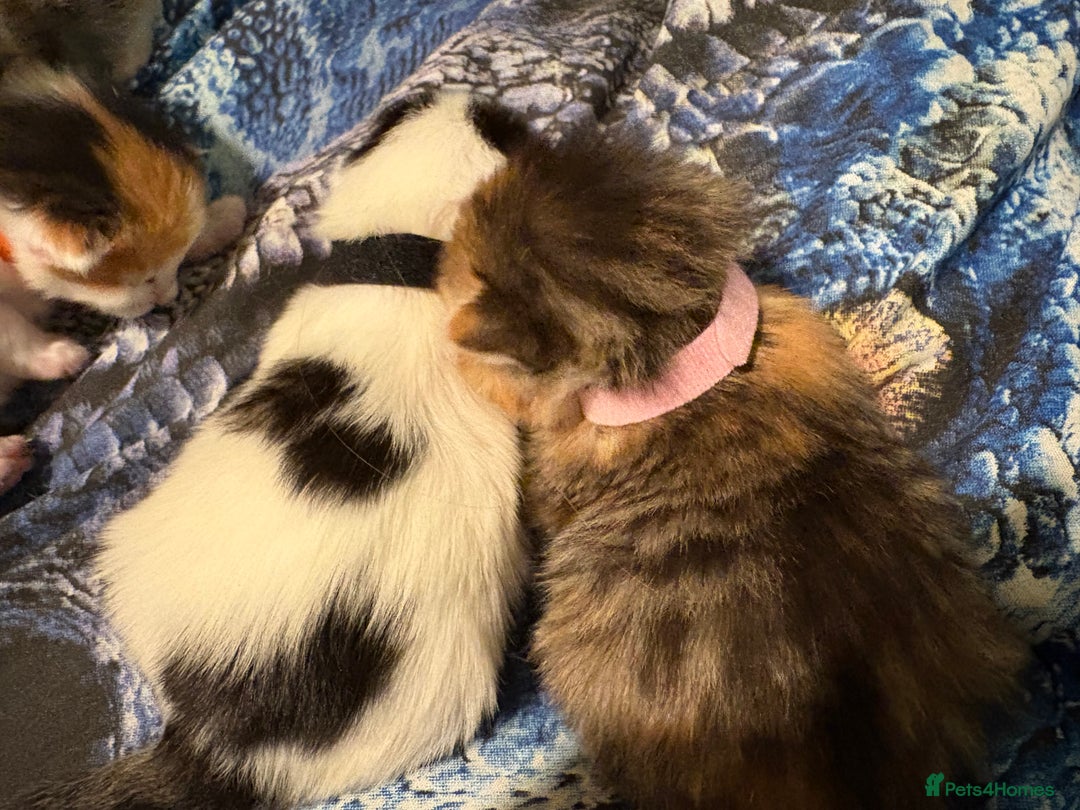 Domestic Shorthair cats for sale: 1 Domestic Shorthair Kitten Left - Advert 31