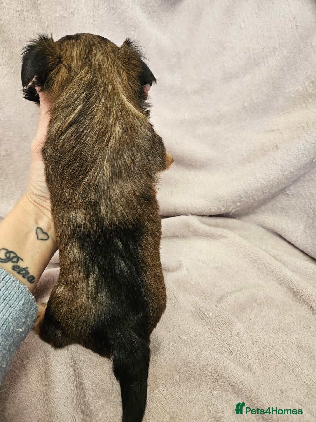 Yorkshire Terrier dogs for sale: ❤️ DNA Tested parents ❤️ Yorkie puppies  - Advert 11