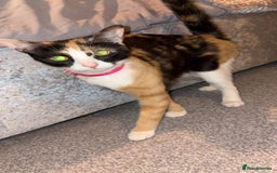 Mixed Breed cats for sale: Mother & daughter to go together 150 for all  - Image 2