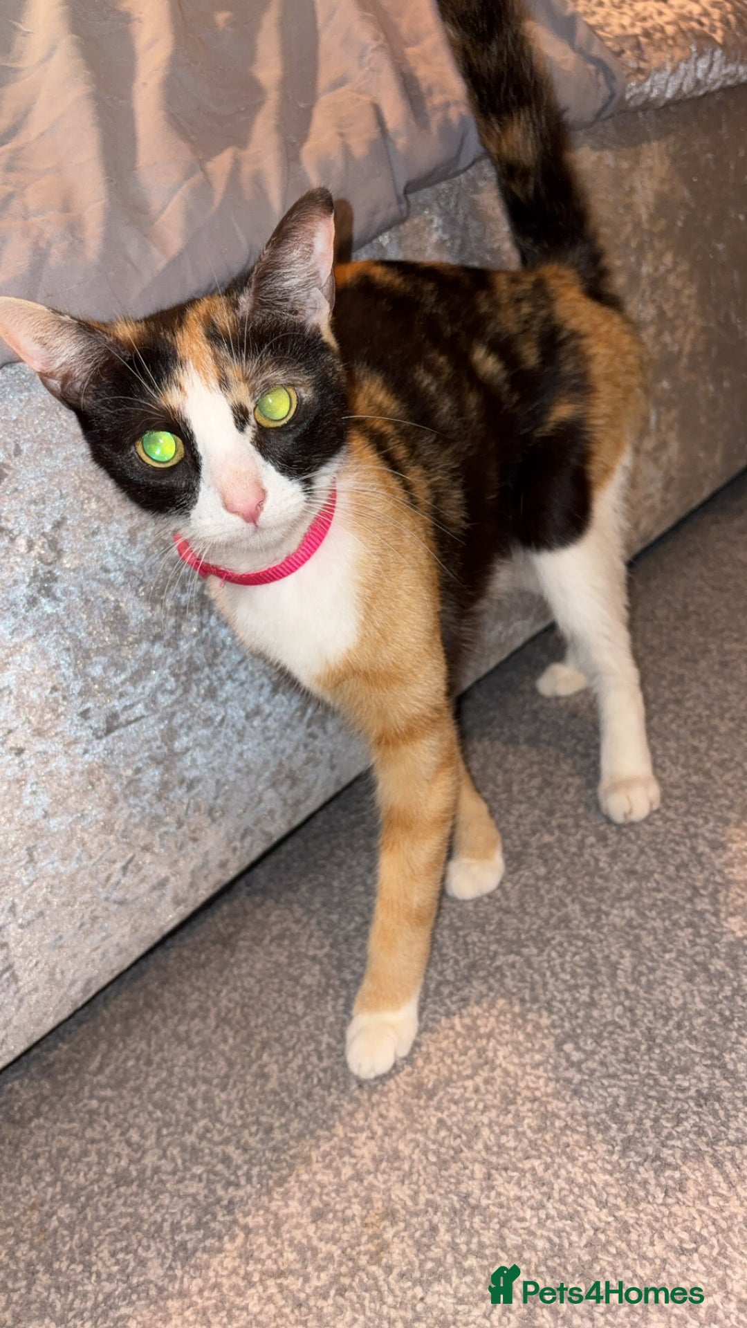Mixed Breed cats for sale: Mother & daughter to go together 150 for all  - Image 2