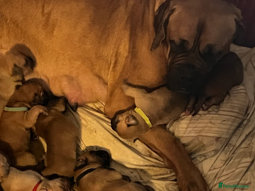 Dogue De Bordeaux dogs for sale: Dogue de Bordeaux puppies - Advert 1