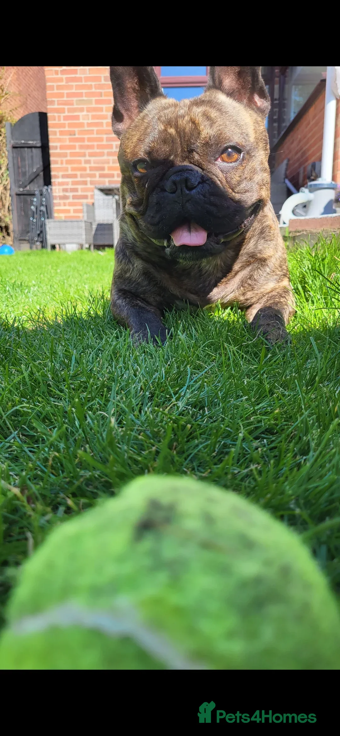 French Bulldog dogs for sale: Loving Frenchie Hugo - Image 3