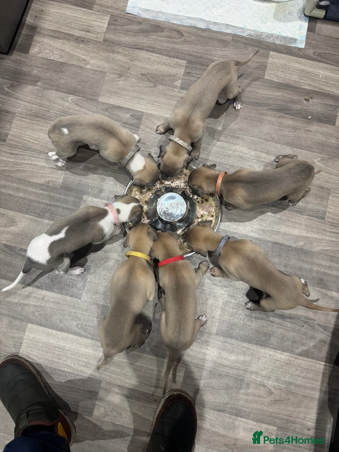 Whippet dogs for sale: KC Reg Rare Blue/Fawn whippets - Advert 6