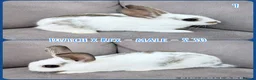 Mixed Breed rabbits for sale: Dutch x Rex Baby Rabbits - Advert 11