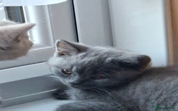 British Shorthair cats for sale: British Blue Short-hair 4 kittens for sale  - Image 37
