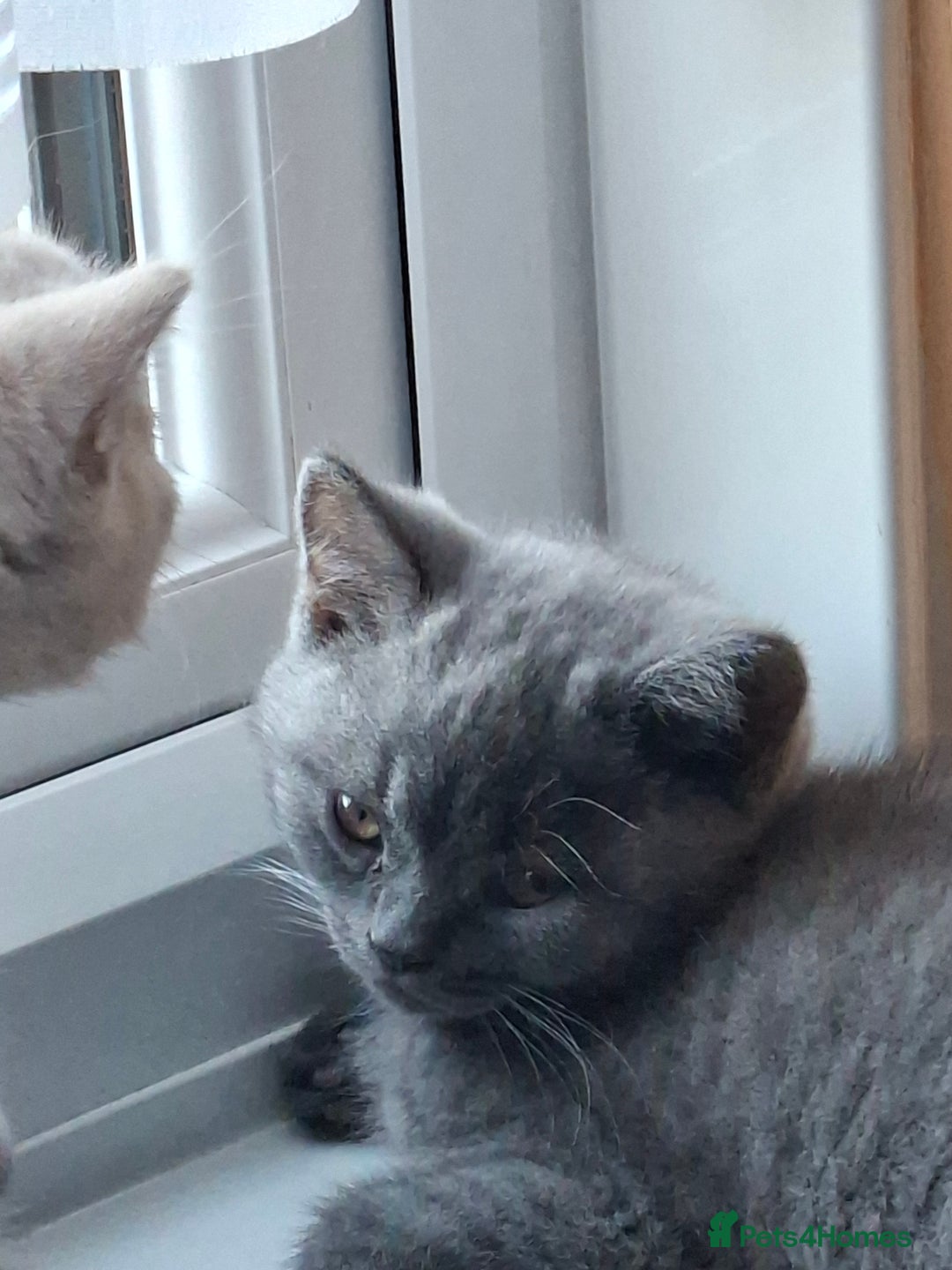 British Shorthair cats for sale: British Blue Short-hair 4 kittens for sale  - Image 37