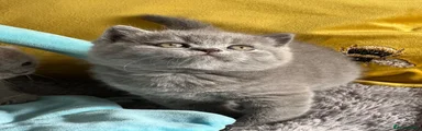 British Shorthair Kitten 5