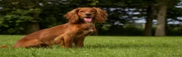 Cocker Spaniel dogs for sale: Golden Working Cocker Spaniel Puppy  - Advert 2