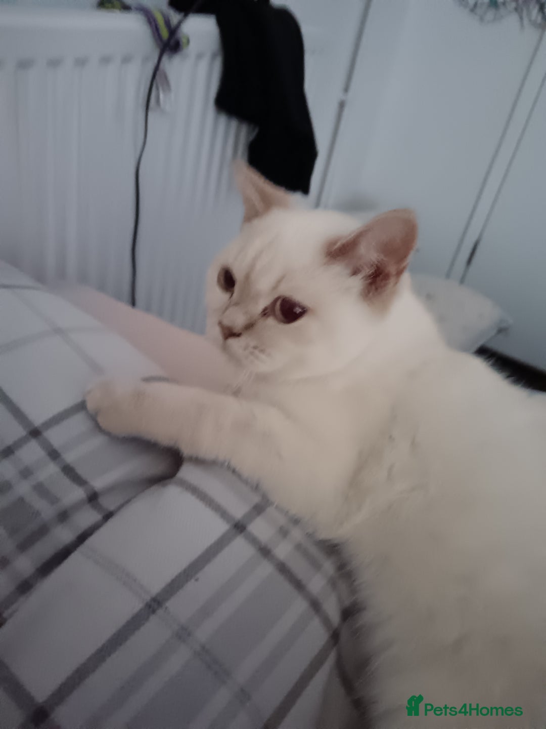 British Shorthair cats for sale: Flame point british shorthair  - Advert 8