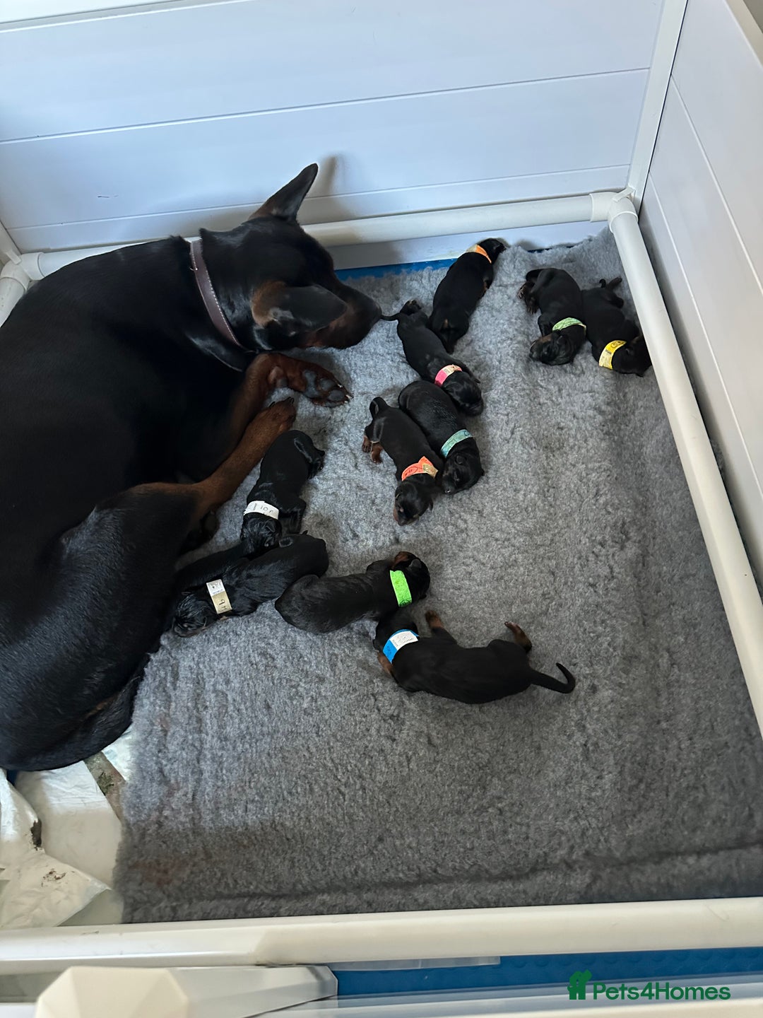 Mixed Breed dogs for sale: Pure breed Chinese red dog puppies/Laizhou Hong - Image 37