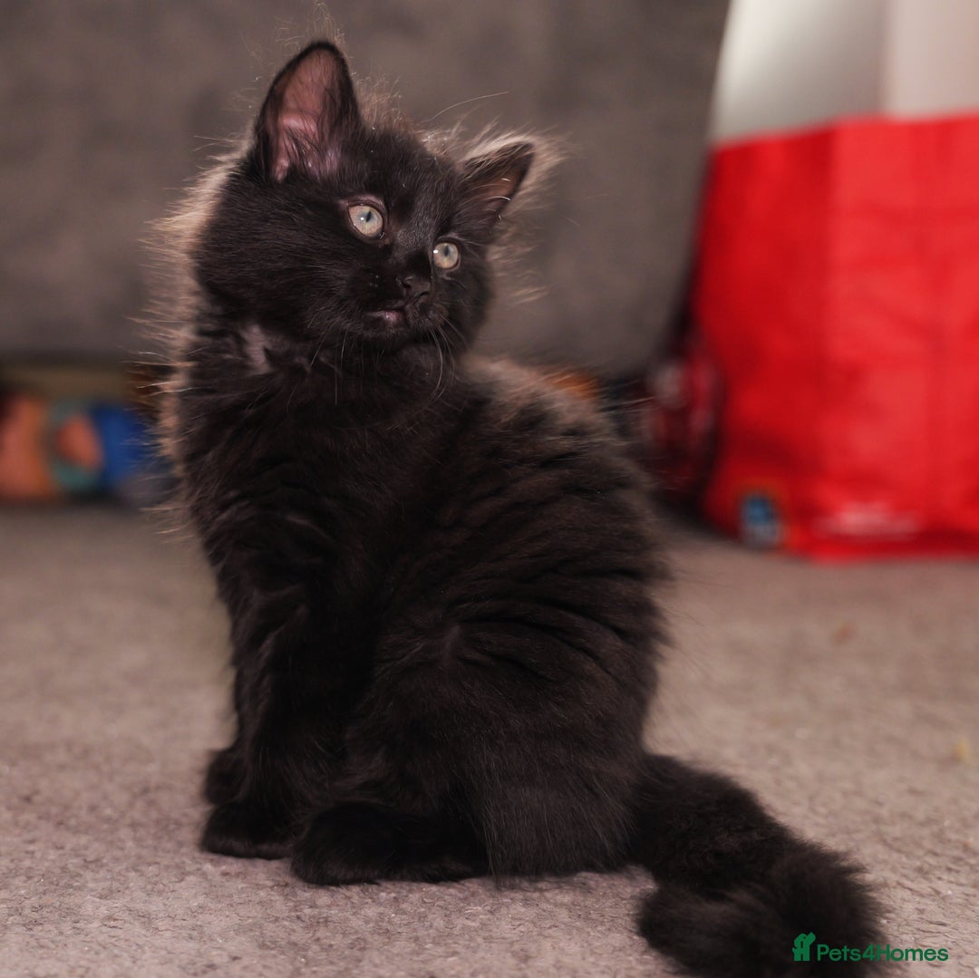 Turkish Angora cats for sale: Playful, Socialised Kittens Seeking Loving Home - Advert 16