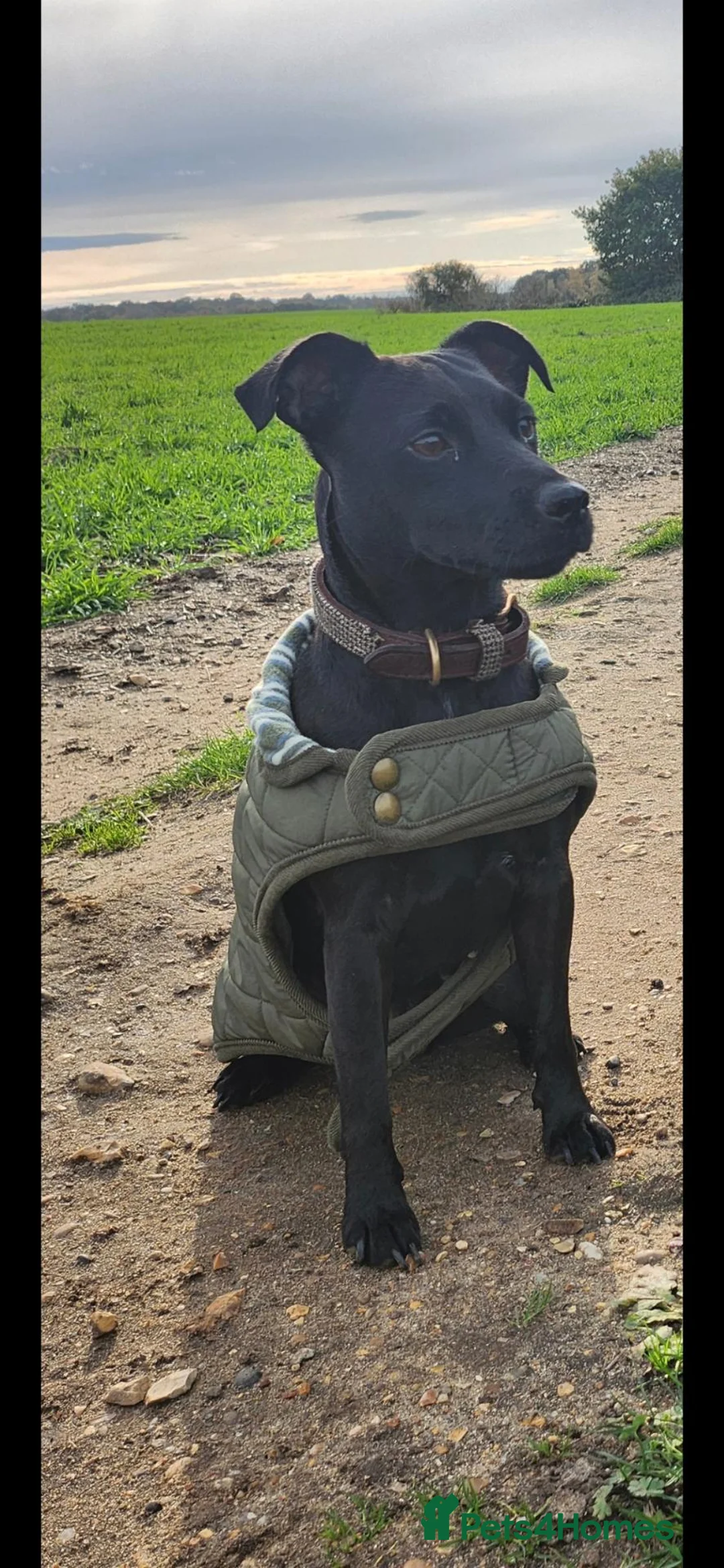 Patterdale Terrier dogs for sale: Patterdale Terrier Puppies - Advert 2