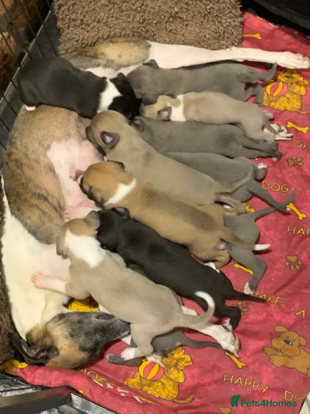 Whippet dogs for stud: Whippet stud dog in Somerton - Advert 19