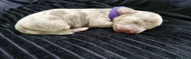 💜 PURPLE Collar 💜
