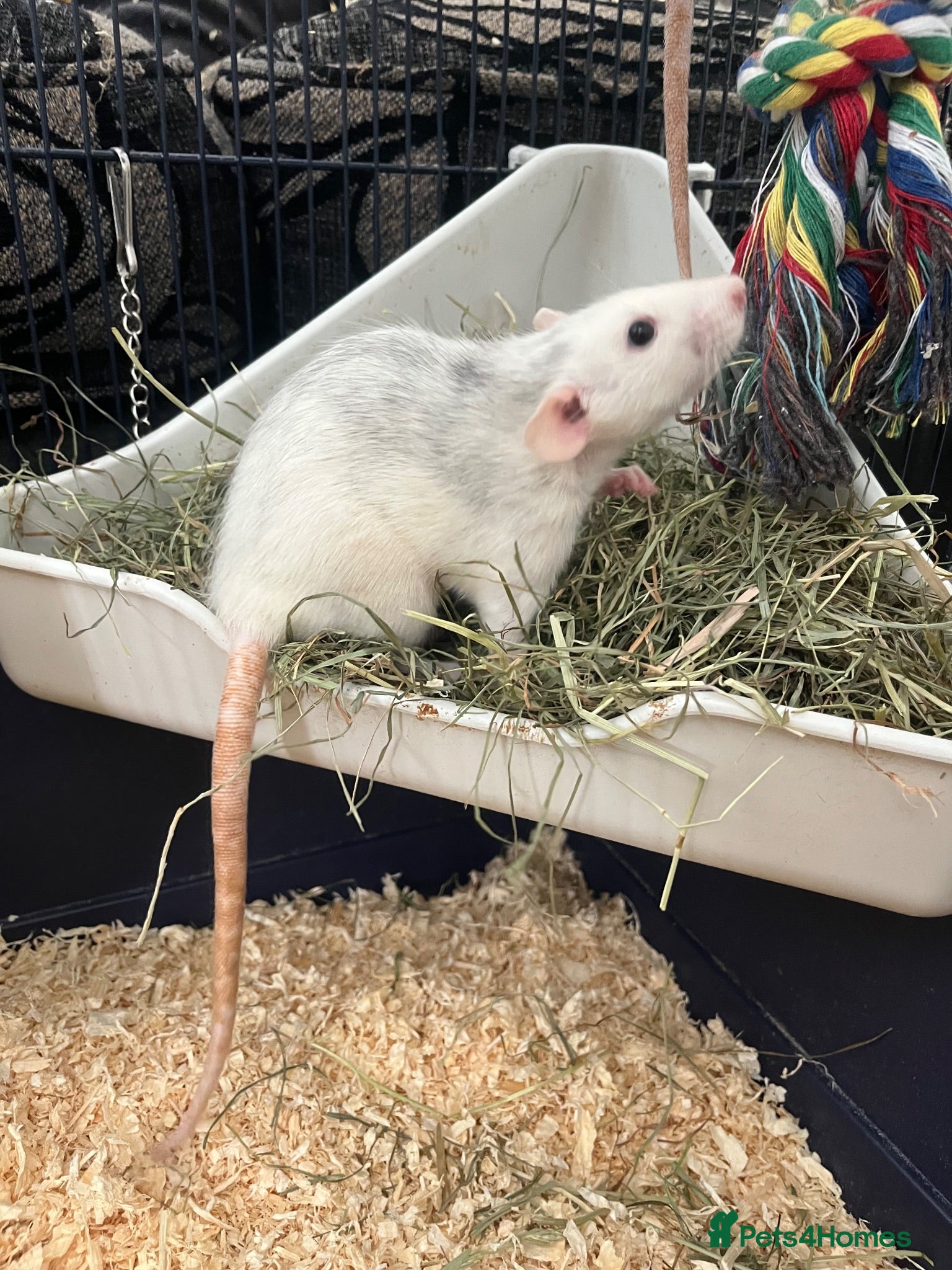 Rat rodents Two rats for sale!! Cage and accessories included  - Advert 1