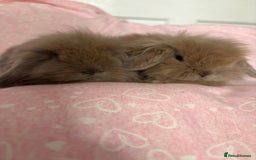 Mini Lion Lop rabbits for sale: Gorgeous fluffy little mini lion lop baby bunny’s  - Advert 3