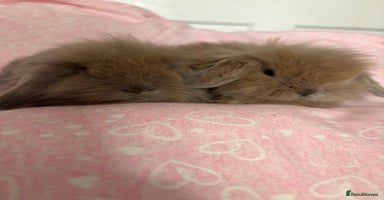 Mini Lion Lop rabbits Gorgeous fluffy little mini lion lop baby bunny’s  - Advert 6