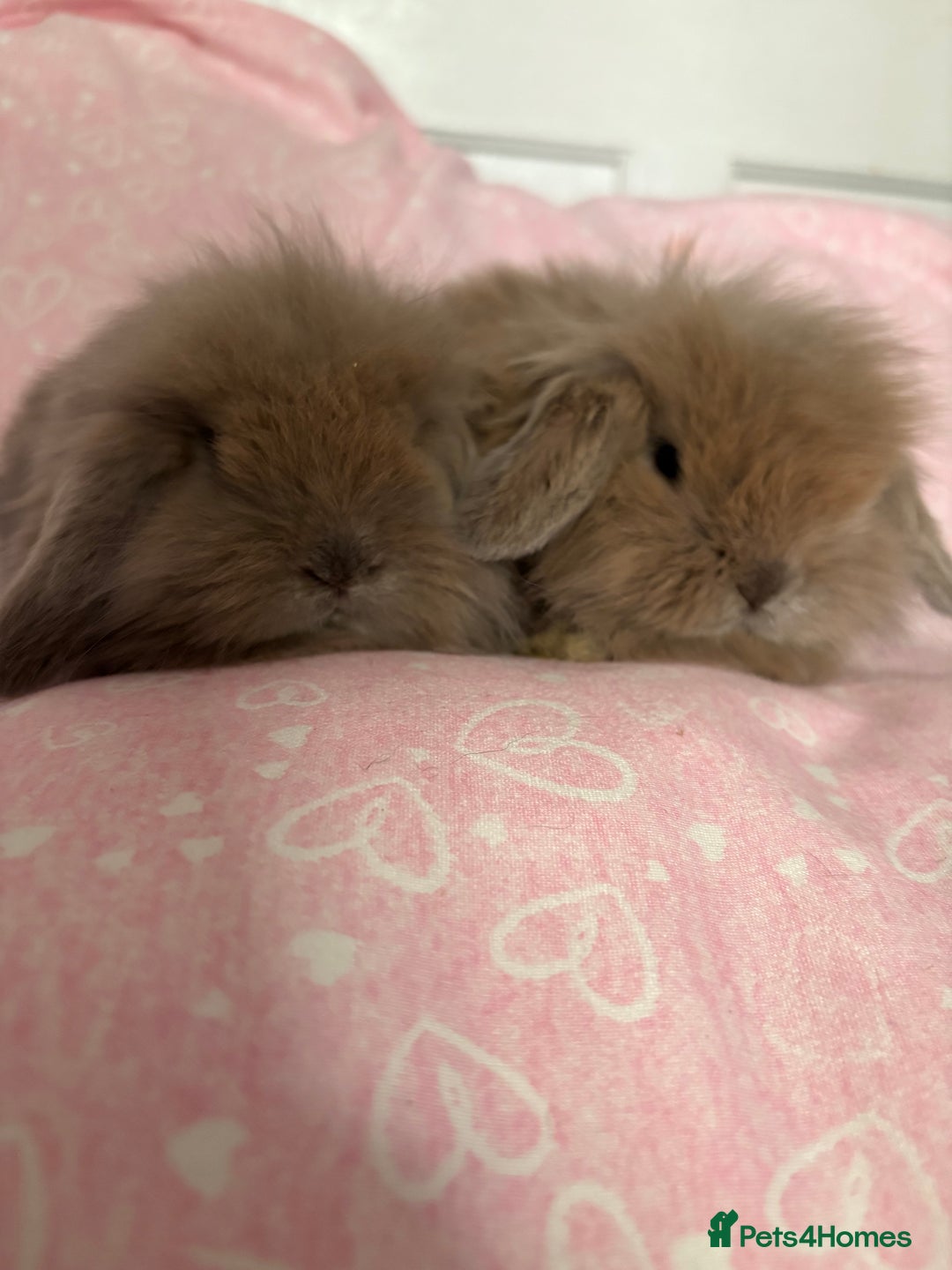 Mini Lion Lop rabbits for sale: Gorgeous fluffy little mini lion lop baby bunny’s  - Advert 3