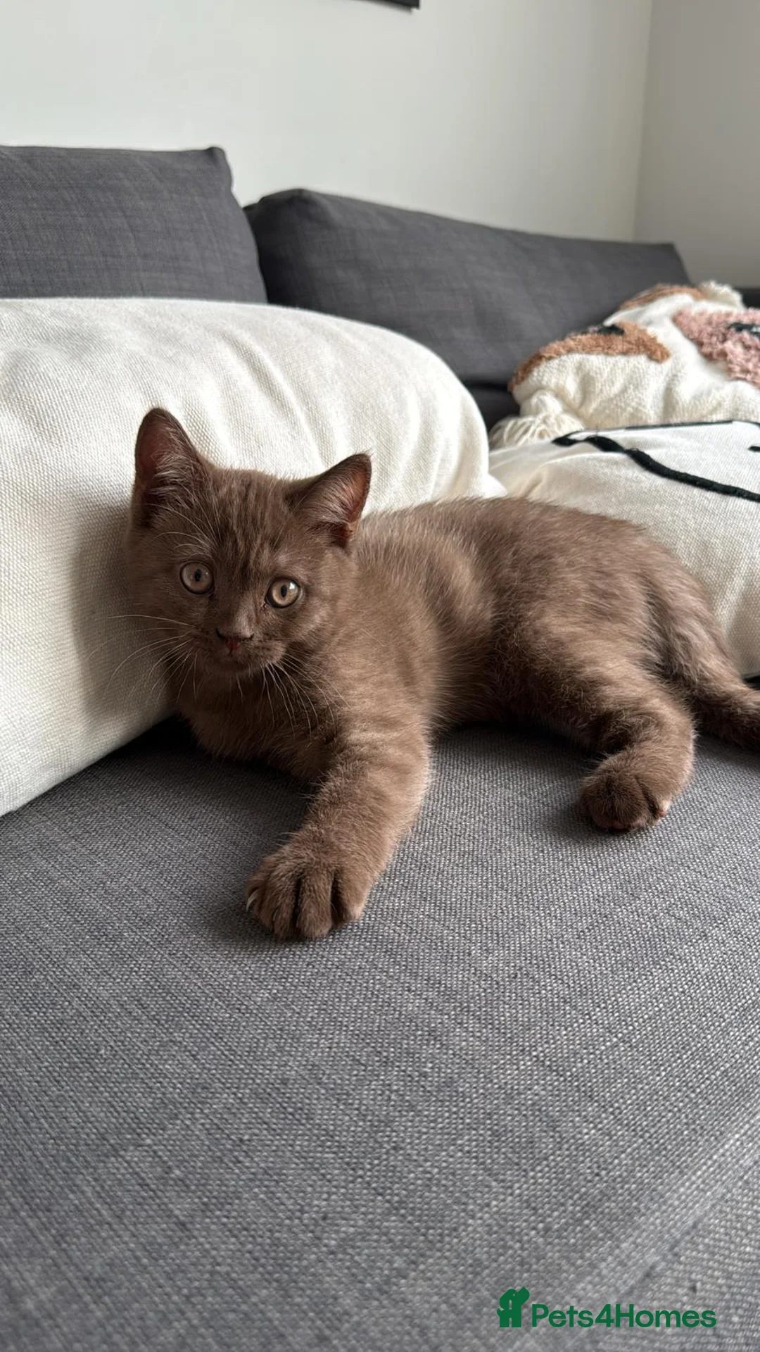 Mixed Breed cats for sale: Looking for a New Home for Our 3-Month-Old Kitten in Chelmsford - Advert 6