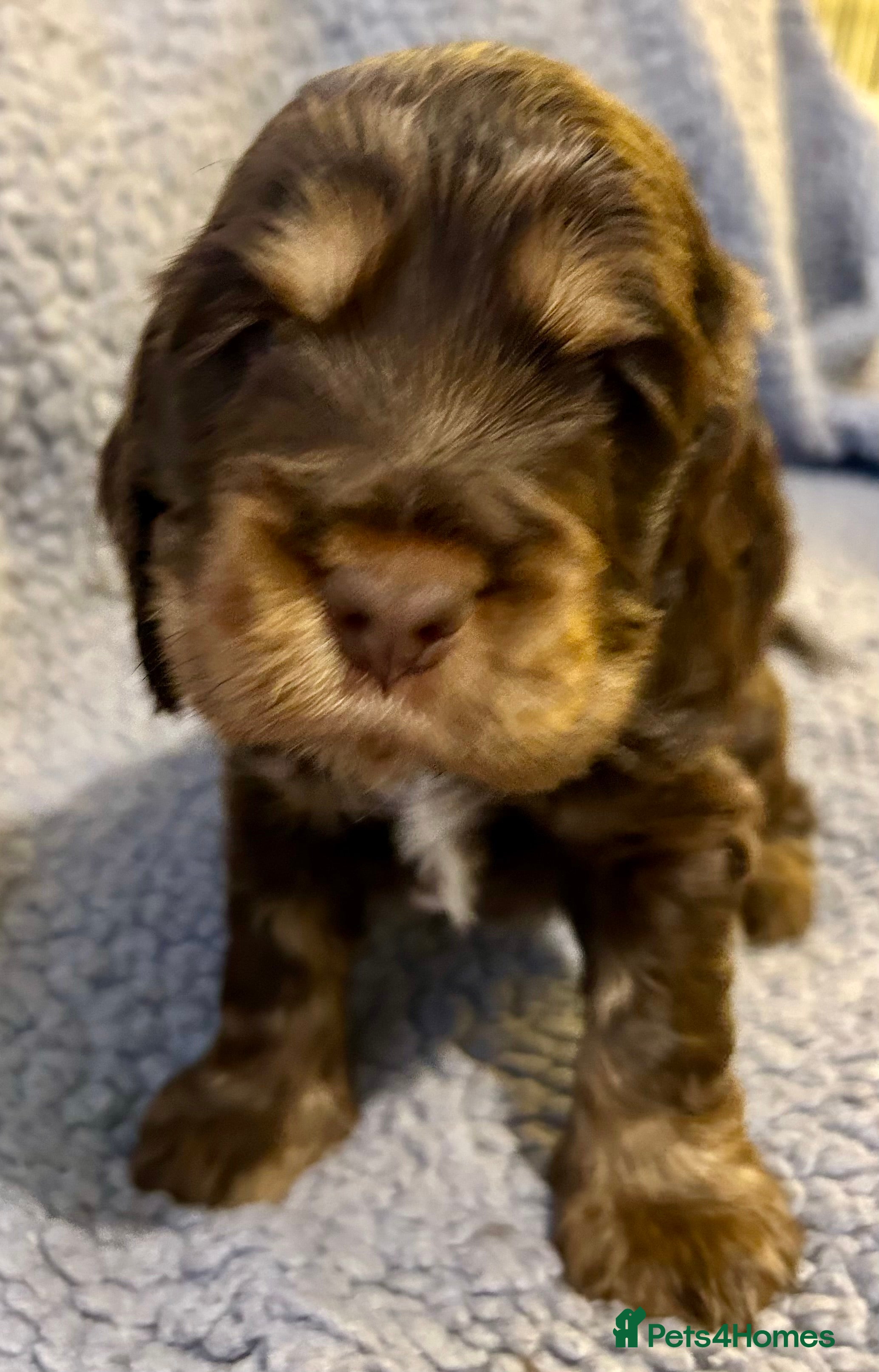 Cocker Spaniel dogs Beautiful KC English Show Cocker pups. - Advert 6