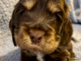 Cocker Spaniel dogs Beautiful KC English Show Cocker pups. - Advert 2