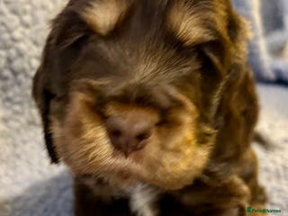 Cocker Spaniel dogs Beautiful KC English Show Cocker pups. - Advert 9