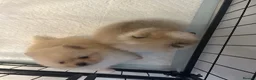 Pomeranian dogs for sale: Double coated true to type Pomeranians  - Advert 6