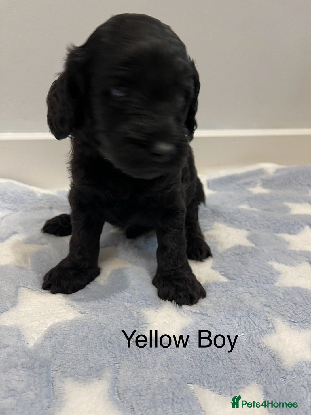 Cockapoo dogs for sale: Stunning F2 Cockapoo puppies fully DNA tested  - Image 25
