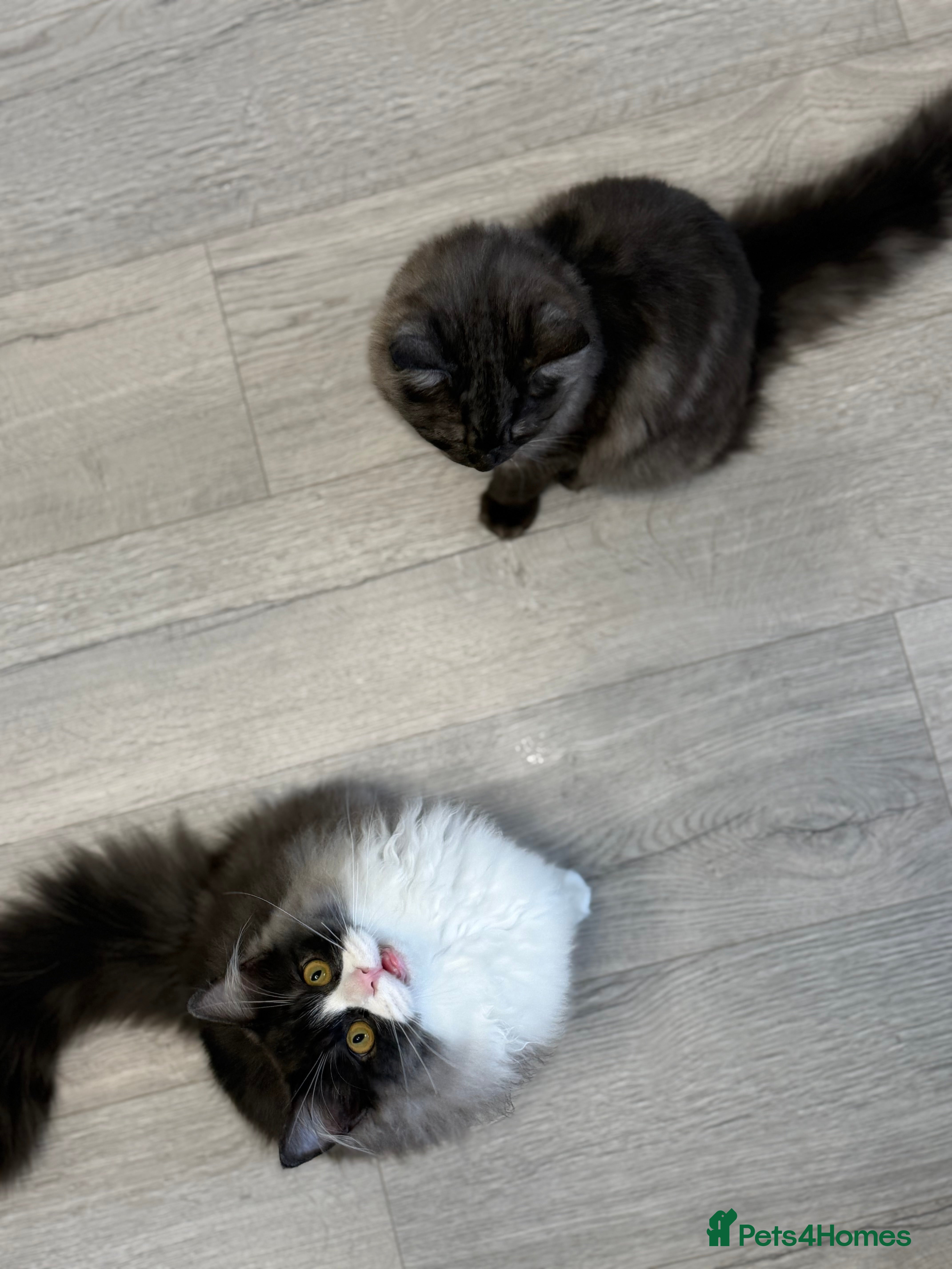 Persian cats Persian  - Advert 6