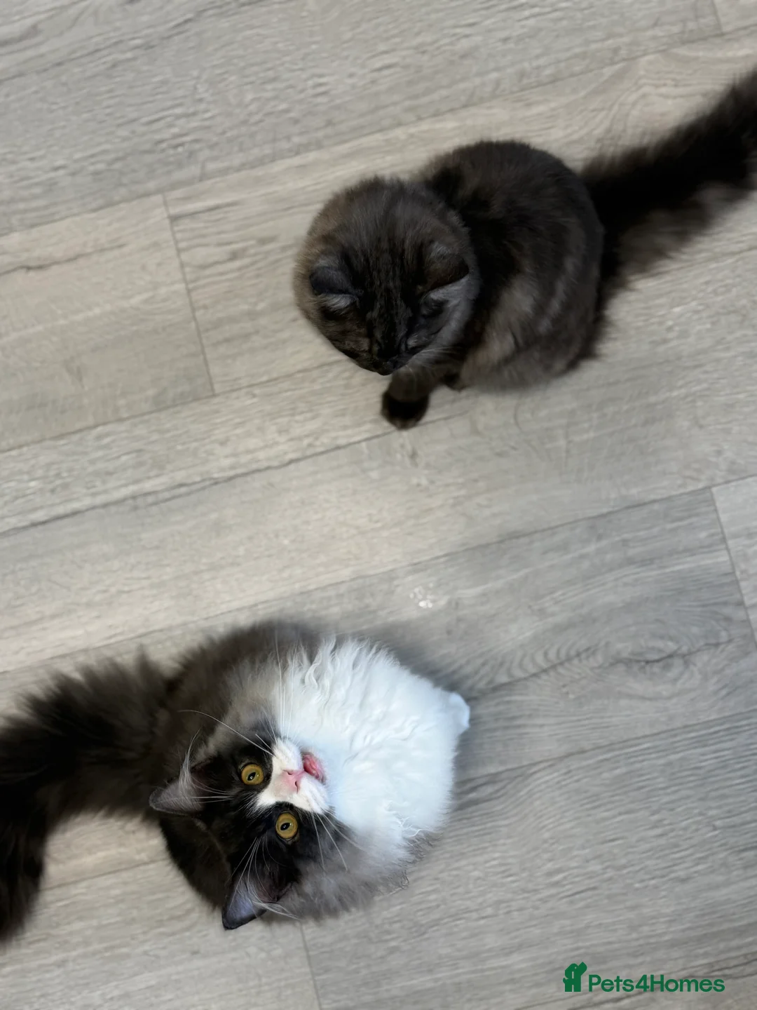 Persian cats for sale: Persian  - Advert 2