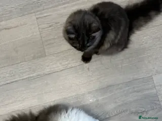 Persian cats Persian - Advert 6